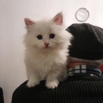 chaton Sibérien blue tortie tabby point & blanc Blue Moon Chatterie de Smetana, chats sibériens