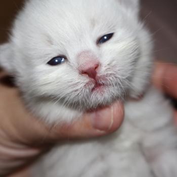 chaton Sibérien blue tortie tabby point bicolor collier blanc Chatterie de Smetana, chats sibériens
