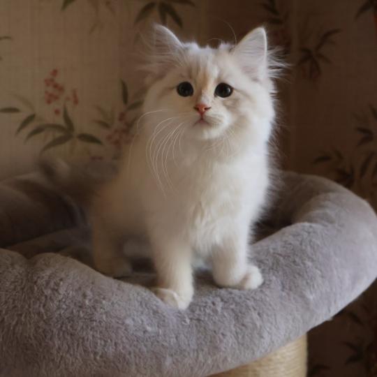 Bianca De Smetana Femelle Sibérien