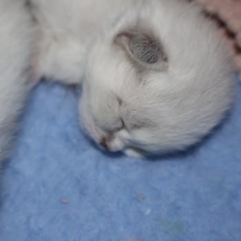 chaton Sibérien blue tabby point Collier jaune Chatterie de Smetana, chats sibériens