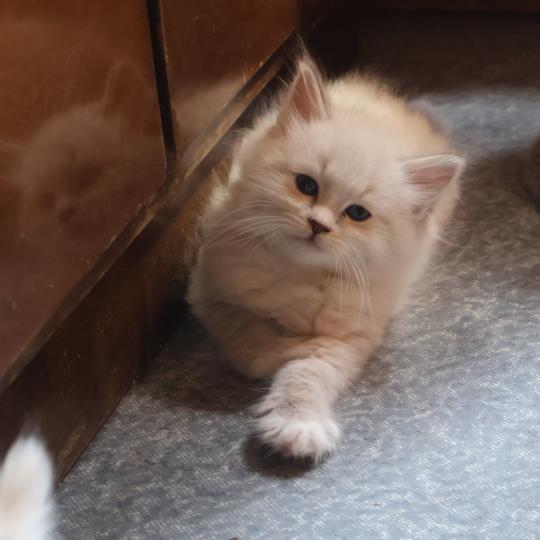 Bill De Smetana Mâle Sibérien