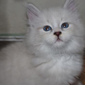 chaton Sibérien blue tabby point & blanc Bill Chatterie de Smetana, chats sibériens