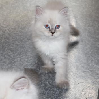 chaton Sibérien blue tortie tabby point & blanc Bruni Chatterie de Smetana, chats sibériens