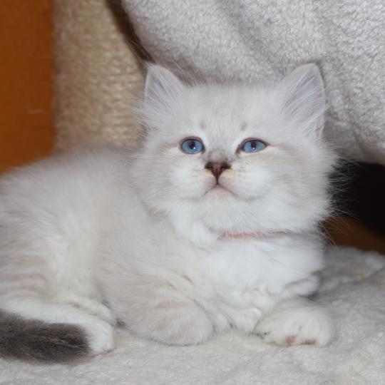 Bonnie De Smetana Femelle Sibérien