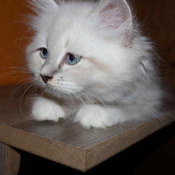 chaton Sibérien blue tortie tabby point & blanc Bonnie Chatterie de Smetana, chats sibériens