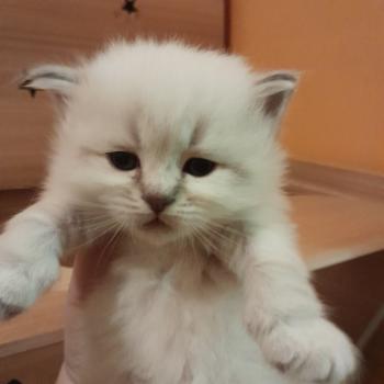 chaton Sibérien blue tabby point Collier rose Chatterie de Smetana, chats sibériens
