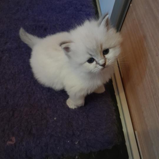 Collier rose De Smetana Mâle Sibérien