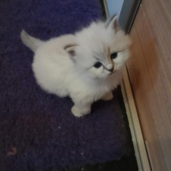 chaton Sibérien blue tabby point Collier rose Chatterie de Smetana, chats sibériens