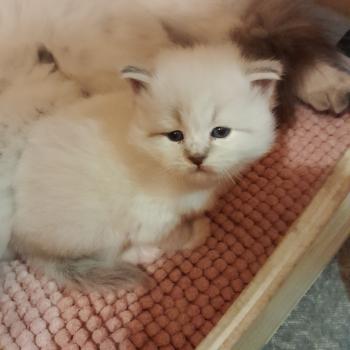 chaton Sibérien blue tabby point Collier rouge Chatterie de Smetana, chats sibériens