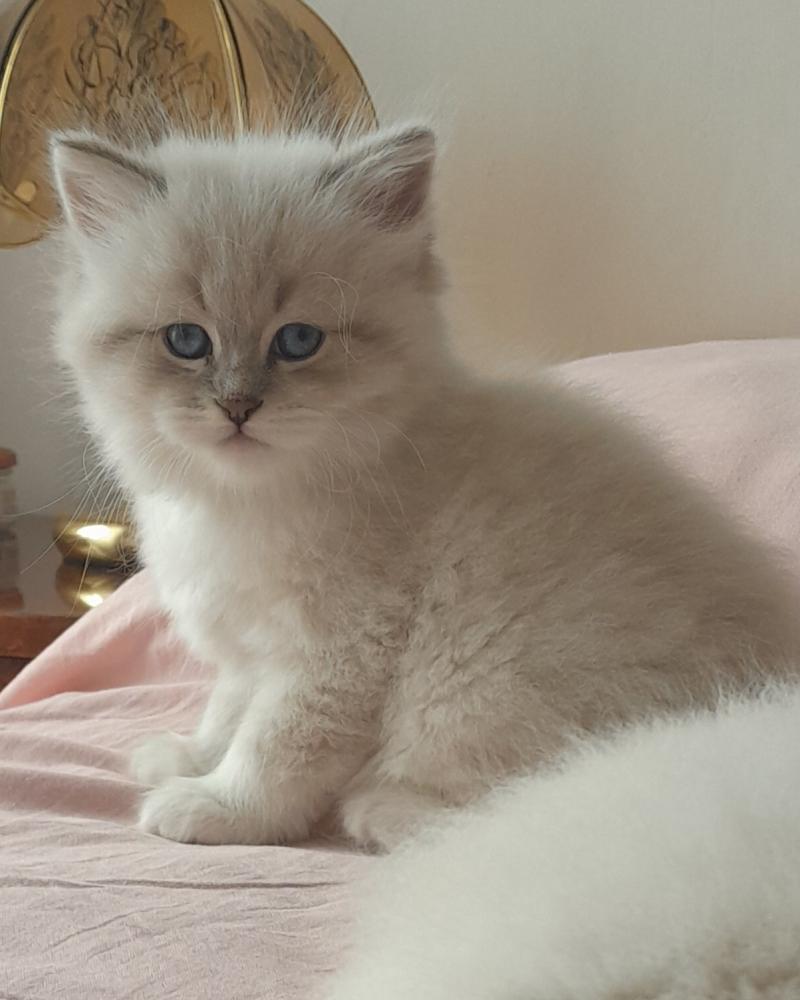 Collier rouge De Smetana Mâle Sibérien