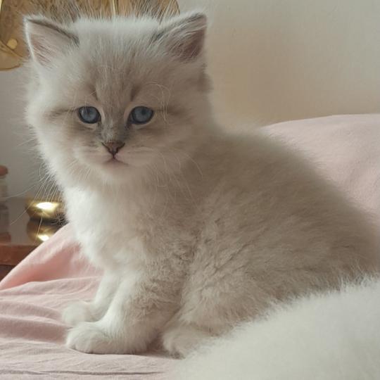 Collier rouge De Smetana Mâle Sibérien