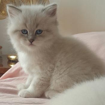 chaton Sibérien blue tabby point Collier rouge Chatterie de Smetana, chats sibériens