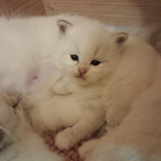 Collier vert De Smetana Femelle Sibérien