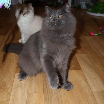 chat Sibérien blue Daenerys Chatterie de Smetana, chats sibériens