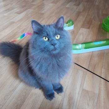 chat Sibérien blue Daenerys Chatterie de Smetana, chats sibériens