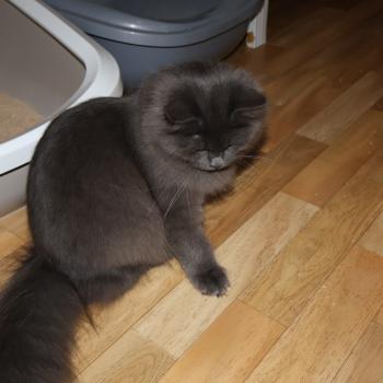 chat Sibérien blue Daenerys Chatterie de Smetana, chats sibériens