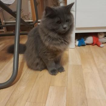 chat Sibérien blue Daenerys Chatterie de Smetana, chats sibériens