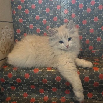 chaton Sibérien blue tabby point Petit blanc Chatterie de Smetana, chats sibériens chaton Sibérien blue tabby point Petit blanc Chatterie de Smetana, chats sibériens