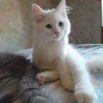 chaton Sibérien cream tabby point & blanc Petit neva Chatterie de Smetana, chats sibériens chaton Sibérien cream tabby point & blanc Petit neva Chatterie de Smetana, chats sibériens