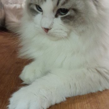 chat Sibérien blue tabby point & blanc Atlas Chatterie de Smetana, chats sibériens