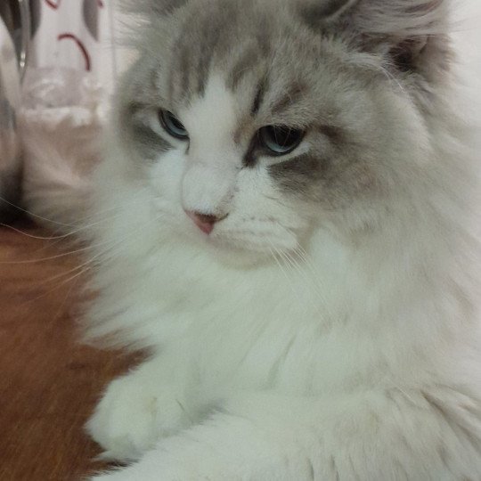 Atlas De Smetana Mâle Sibérien