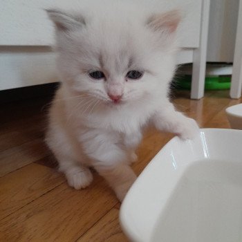 chaton Sibérien blue tortie point & blanc Petite bleue Chatterie de Smetana, chats sibériens chaton Sibérien blue tortie point & blanc Petite bleue Chatterie de Smetana, chats sibériens