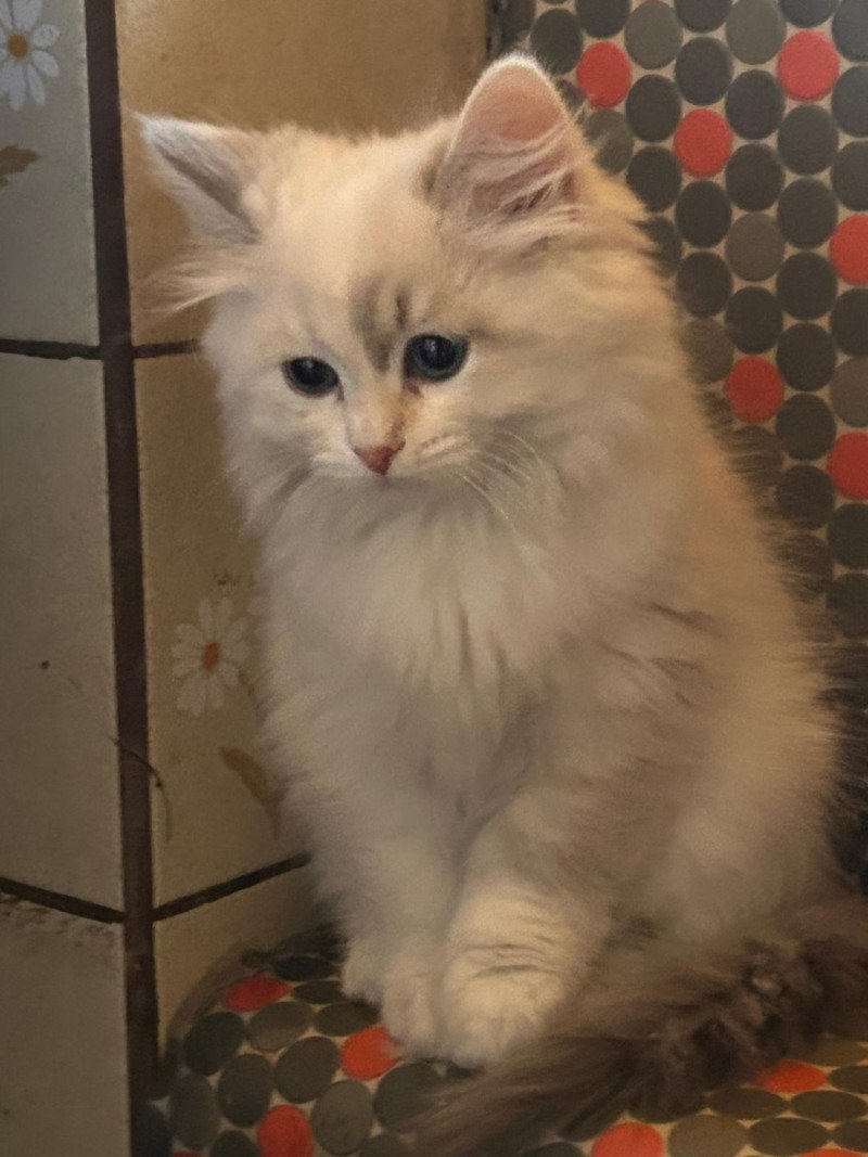 Arya Snowy De Smetana Femelle Sibérien
