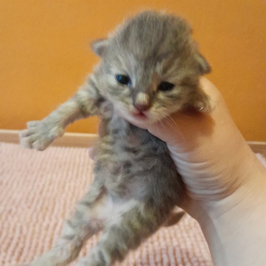 Petite tortie De Smetana Femelle Sibérien