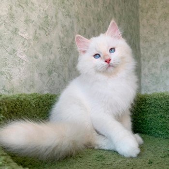 chat Sibérien cream tabby point & blanc Timofey Chatterie de Smetana, chats sibériens