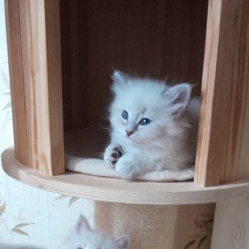 chaton Sibérien Véra Chatterie de Smetana, chats sibériens